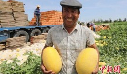 天津融媒体吃瓜,揭秘吃瓜群众的网络狂欢