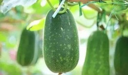 吃瓜先种什么瓜,瓜农的甜蜜旅程