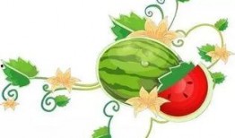 娃娃吃瓜绕口令,绕口令中的趣味挑战