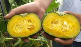 贝贝瓜多种吃,探索无尽美味新境界