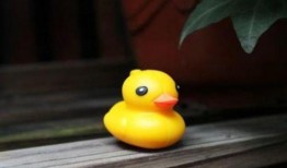 黄鸭吃瓜,揭秘娱乐圈的“瓜田”趣事