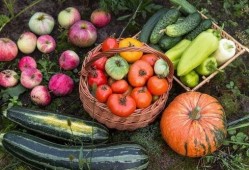 阿尔卑斯吃瓜,探寻瑞士瓜农的甜蜜生活