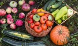 阿尔卑斯吃瓜,探寻瑞士瓜农的甜蜜生活