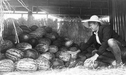 兴化吃瓜群众事件,网络围观下的社会现象解析