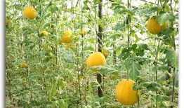 文化公园吃瓜视频,揭秘网红美食背后的故事