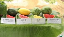 香港跳舞吃瓜,跳舞吃瓜，乐享生活新风尚