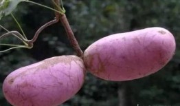 爬山吃八月瓜,徒步探险中的八月瓜美味之旅