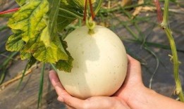 梦见在瓜地吃瓜怎么回事