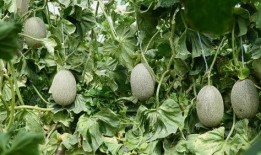 川妹吃瓜,揭秘娱乐圈那些不为人知的幕后故事