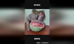 吃瓜大嘴合集,揭秘娱乐圈幕后真相与趣味瞬间