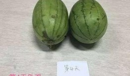 吃瓜长知识捷克,揭秘捷克的历史与文化