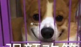 吃瓜表情包嘲讽,表情包嘲讽揭示社会百态