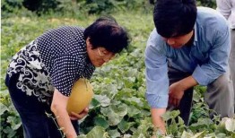 农村吃瓜辅助器,解锁夏日乡村休闲新体验