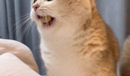 搞笑猫吃瓜,笑料百出！