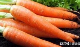 吃瓜不如吃番茄