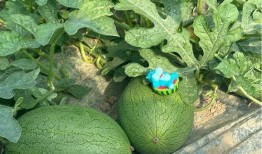 2023吃瓜有哪些,娱乐圈风云再起，热点话题层出不穷