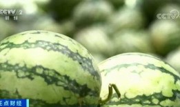 专业吃瓜要用专业吃瓜号,揭秘网络舆论场中的“瓜界”高手