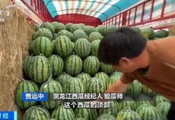 爱琴海吃瓜比赛