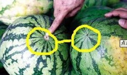 吃瓜娄的好处,让你健康又快乐