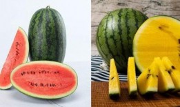 115144吃瓜群,揭秘网络社交圈的趣味与争议