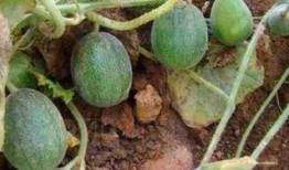 农村吃瓜辅助器,解锁夏日乡村休闲新体验