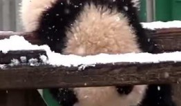 吃瓜小熊蚊子,吃瓜小熊蚊子的夏日奇遇记