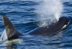 吃瓜鲸鱼88,探寻海洋中的神秘美食传奇