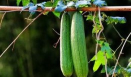 立秋后吃啥瓜,瓜果飘香——探寻立秋后必尝的时令瓜果