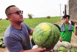 学步桥吃瓜,夏日里的欢乐时光