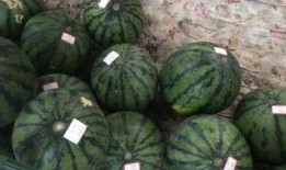 扫码吃瓜视频在线观看,吃瓜视频尽享无限乐趣