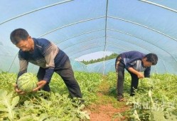 东兴铃铛吃瓜视频,揭秘娱乐圈幕后故事