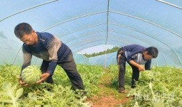 东兴铃铛吃瓜视频,揭秘娱乐圈幕后故事