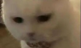 吃鸡胖大瓜,揭秘游戏背后的美食诱惑与身材挑战