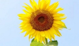 吃瓜赏花图片大全,吃瓜赏花，尽享田园风光