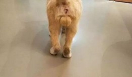 宠物医院吃瓜,宠物医院里的那些“吃瓜”趣事