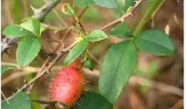 跟着小桂子吃瓜,小桂子带你领略瓜界风云