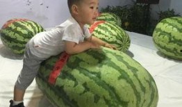 兴化吃瓜群众事件,网络围观下的社会现象解析